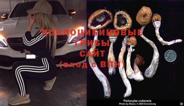сатива Белокуриха